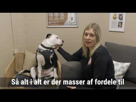 Video: Sådan Syes En Hundesele