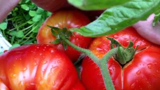 PlantProfile : Beefmaster Content