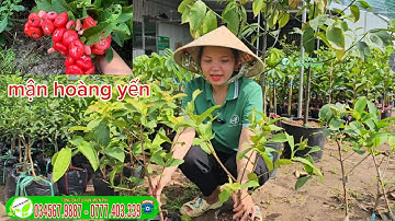 Mận hoàng yến siêu trái trái ngon dinh dưỡng trồng phong thủy, bonsai, khu sinh thái, khu nghỉ dưỡng