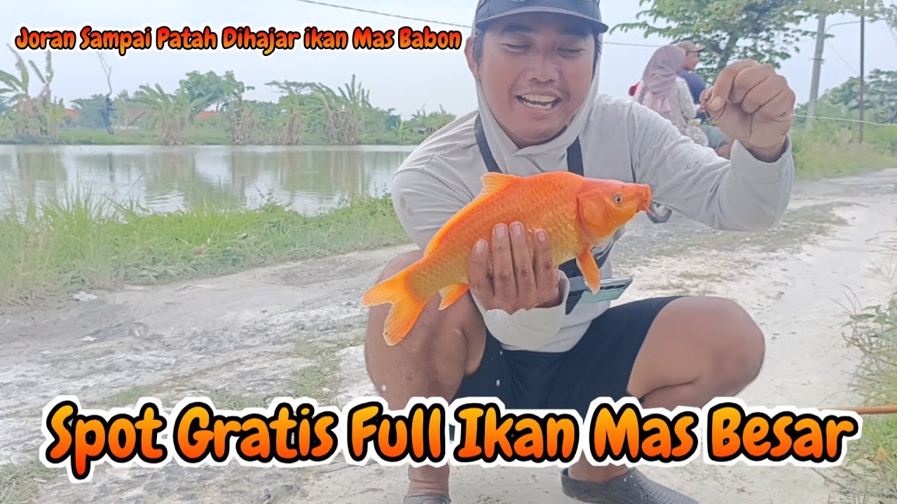 Luar Biasa..!! Panen Ikan Mas dan Ikan Nila Babon di spot tepi jalan