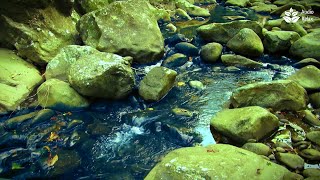 Whispering Brook: Sleep, Relax, Study β¨ | Gentle Water Sounds