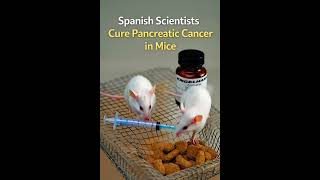 Spanish Scientists Cure Pancreatic Cancer in Mice