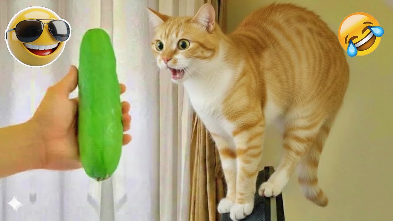 You Laugh You Lose 😂 Funniest Cats and Dogs 2026 🐱💙 Part 16