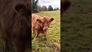 Minicow Cowsoftiktok Funnyfarm Cute1