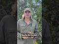 Secret to Planting Garlic Successfully #gardening #gardendelight #garden #shorts