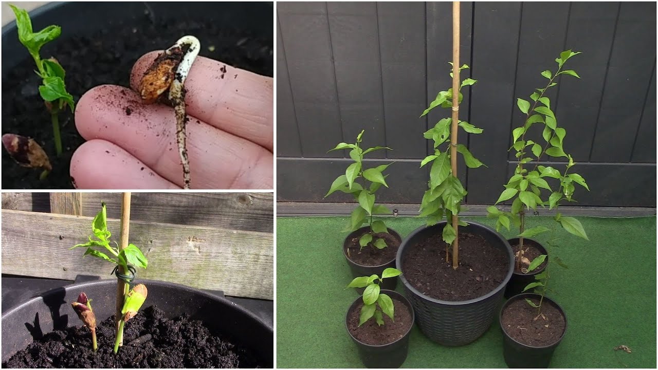 زراعة شجرة البرقوق من البذور( النواة )