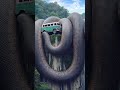 facts about snakes..snake didn't have ears but it can hear🙉🙉🙉 youtube #shortsviralvideos facts