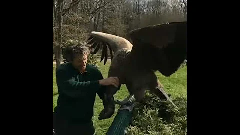 Беркут