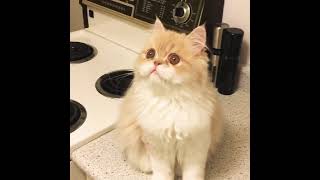Cat talking to Fly - The cutest cat ever!!!! Кот разговаривает с мухой!!! Супер круто!!! Cat talking to Fly - The cutest cat ever!!!! Кот разговаривает с мухой!!! Супер круто!!!