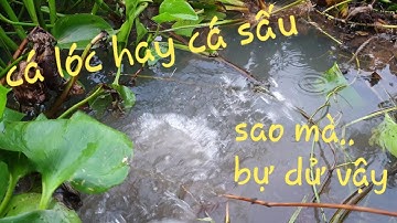 Mồi cắm câu đặt trị lóc khủng. Dính con cá phải dìu cho mệt không dám kéo lên | Săn bắt SÓC TRĂNG |