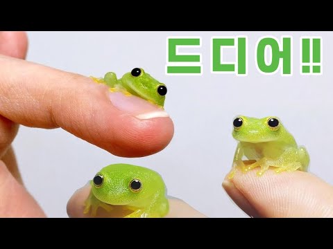 드디어 젤리 <strong>개구리들이</strong> 쏟아지기 시작했습니다!! 몇년만에 간신히 나타났네요