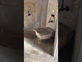 Гарем комната для омовения наложниц