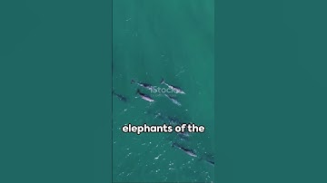 The Dance of Ecology: AI Unveils the Harmonious Ballet of Ecosystems