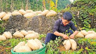 Mountain Income Harvesting a Productive Sweet Potato Garden Alone to Sell at Market