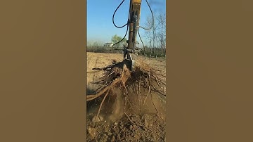 I am very serious about using an excavator to remove tree roots #shorts