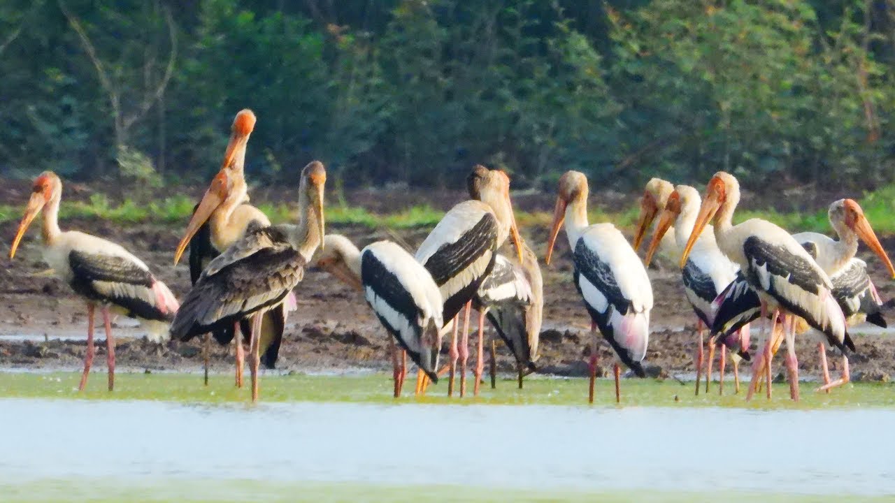 riverdale Painted Stork Bird's Feeding Food At Beng Pearang Protected Areas Wildlife Explorer.
