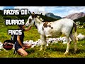 LOS BURROS MAS FINOS DEL MUNDO – Los burros mas guapos del mundo – Burros Guapos – Burros finos