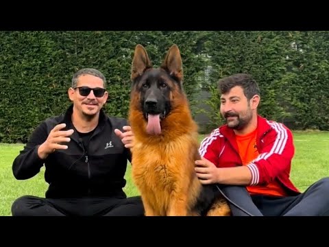 Video: Alman Çoban Köpeğini Öğretmek İçin En İyi 3 İpucu