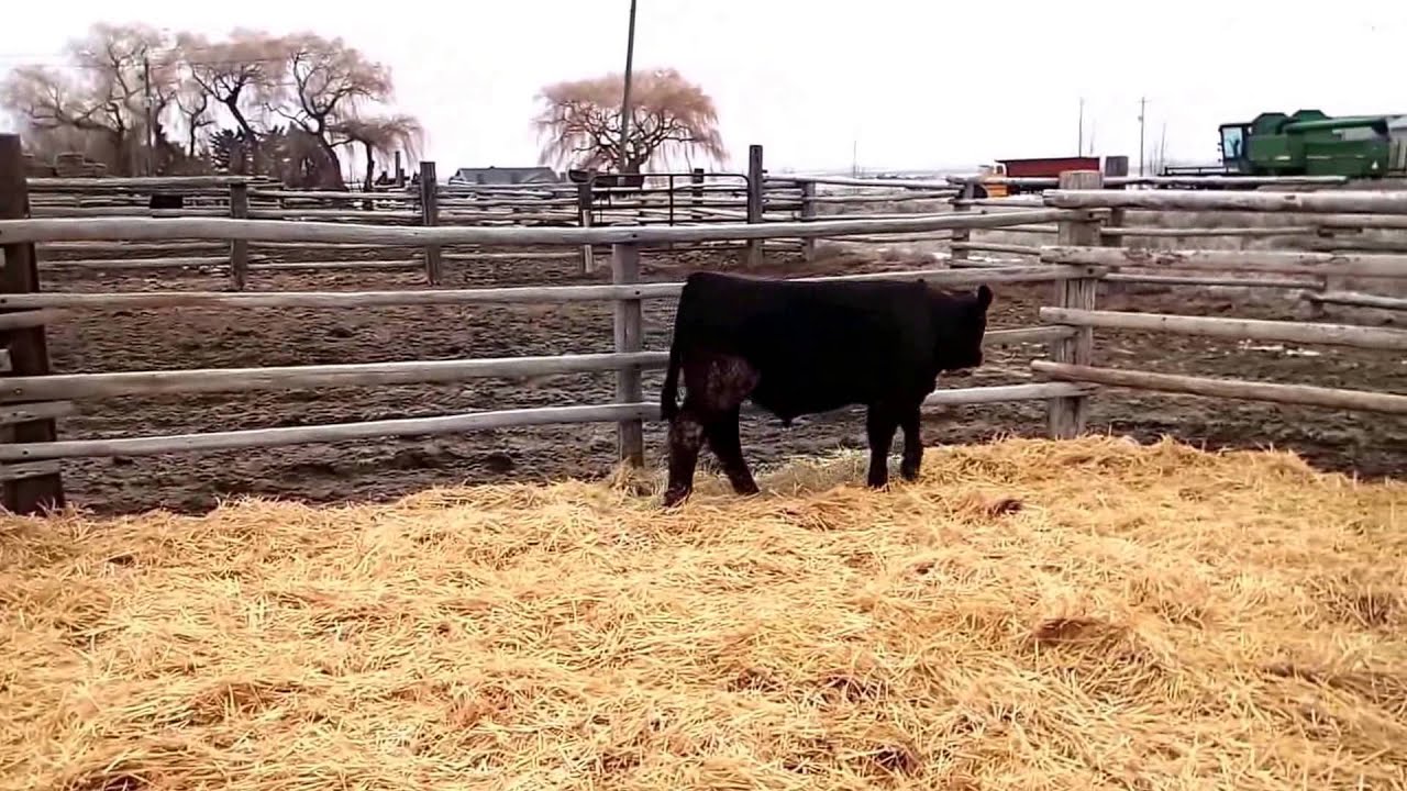 2014 Rock Solid Gelbvieh Yearling Bulls for Sale YouTube