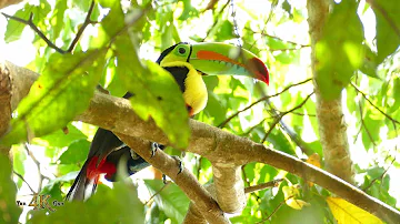 Keel Billed Toucan is the most flamboyant bird in the Americas