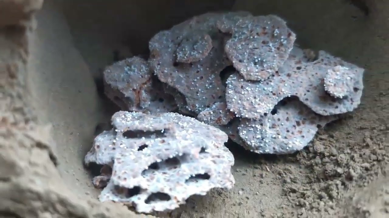 What's we find in ant cave | Rare ant cave investigation ||