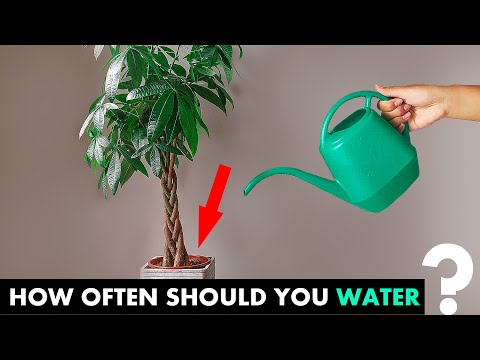 How Often Do You Water A Money Tree?