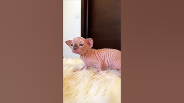Obsessed With Sphynx Kittens