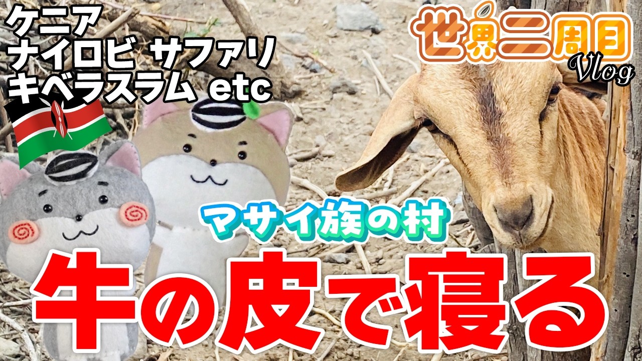 希少、ケニア訪問時、マサイ族から現地購入バッファロー角！ 希少