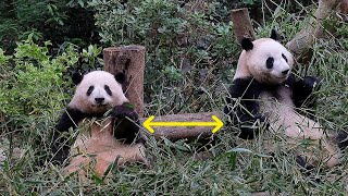 The two sisters, Hehua and Heye, sit far away. Which one in the middle is reserved for grandpa? 😂 by 胖达日记 Hi Panda 2,772 views 16 hours ago 1 minute, 22 seconds