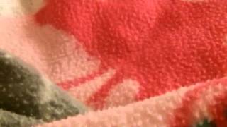 King charles spaniel cavaliers bedtime routine (video'd by the sister)