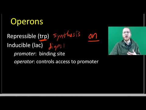 AP Bio: Gene