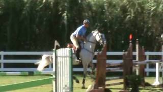 SIG Claudius 7 yr old imported Holsteiner gelding first show 115cm