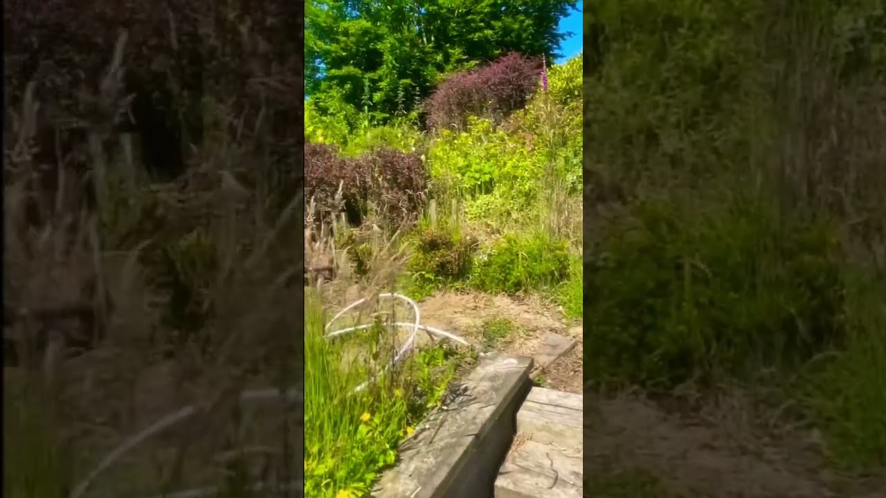 Bush trimming season with Hyundai HYMT5200X