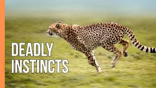 Predators in Action: The Art of Survival in Nature | Full Documentary