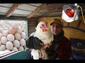 How to Get More eggs from Your chickens in Winter!