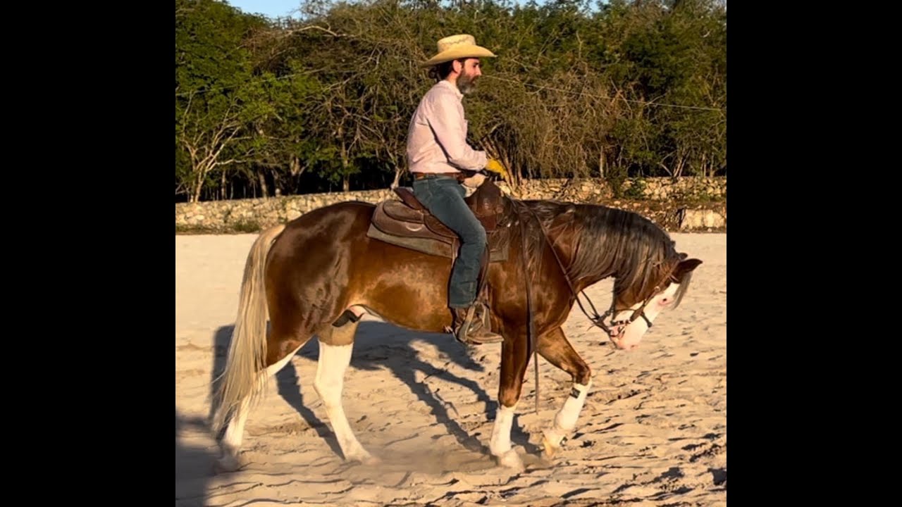 calentamiento suavizando las partes del cuerpo, galope con direccion y galope con  cambio de mano