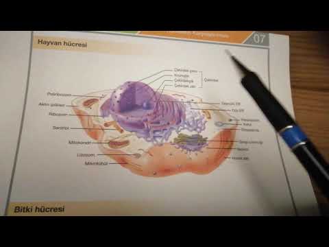Video: Bitki ve hayvan hücrelerinde kromatin var mı?