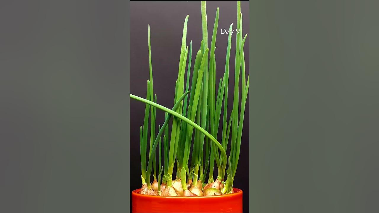 Growing Onion from Bulb Timelapse greentimelapse gtl timelapse