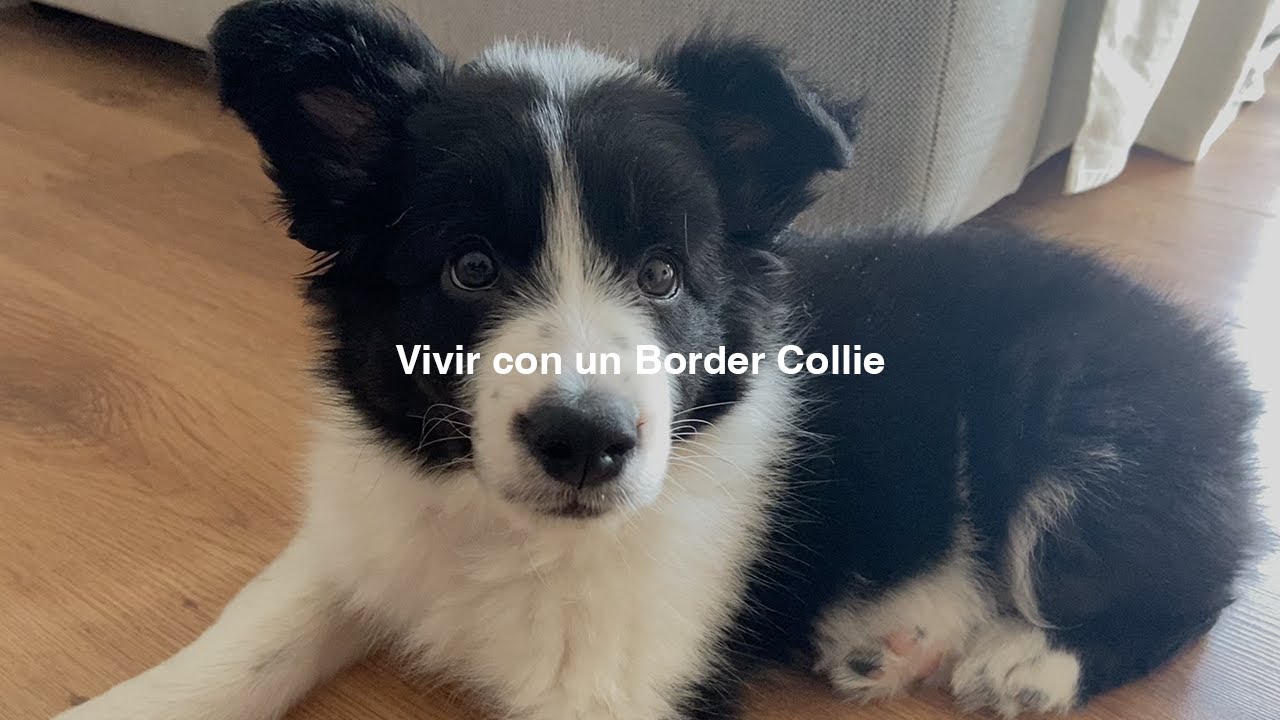 Vivir con un Border Collie: Mi Experiencia Tras 2 años de Convivencia