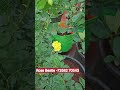 Rose Bestie Offer is available only for the next 7 days #rosecaring #organicfertilizer #gardening 🌹🌹