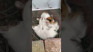 Dikkat Aşırı Saldırı Var Pati Saldırısı🙀 Şfet