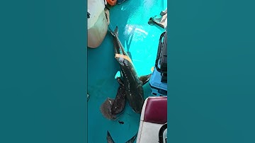 câu cá bớp côn đảo 14kg