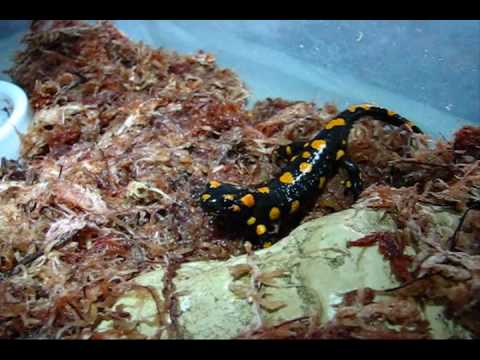 Ukrainian Fire Salamanders (S. s. salamandra) feeding on a prepared gelatin suspension. - YouTube