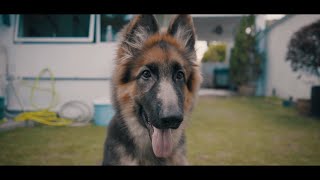 RIO | German Shepherd | 5 Months | Show-line GSD | Cinematic