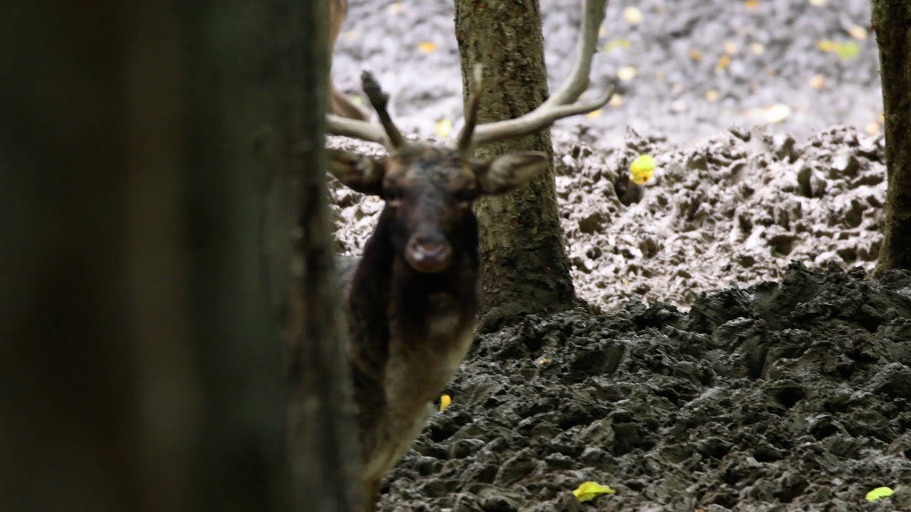 danielia ruja, Biele Karpaty, 23.10.2020