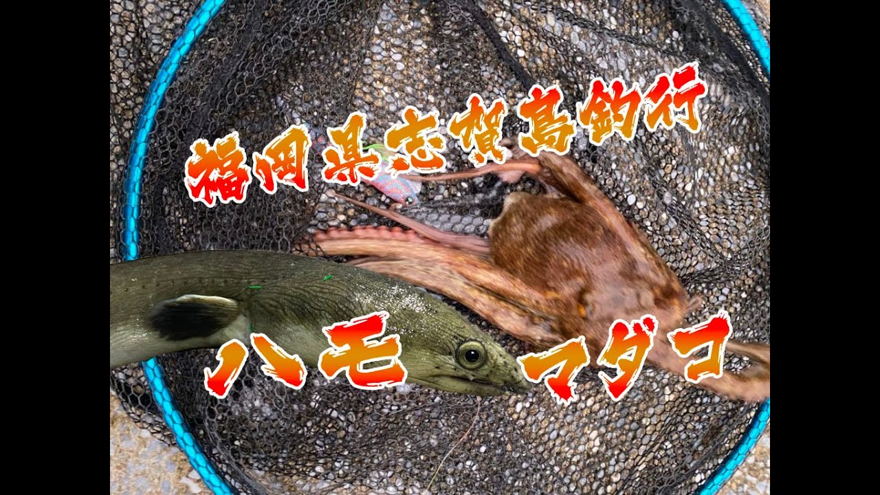 志賀島でイカを狙ったらエギでタコ アジの泳がせでハモが釣れた ミナミホタテウミヘビでした 釣りに関する備忘録 志賀島でイカを狙ったらエギでタコ アジの泳がせでハモが釣れた ミナミホタテウミヘビでした 釣りに関する備忘録