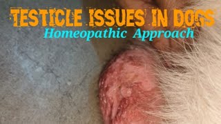 Testicle issues in Dogs । Causes and homeopathic approach । कुत्तों के अंड कोष मे परेशानी । by Durabull kennel 139 views 2 weeks ago 3 minutes, 32 seconds