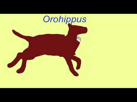 वीडियो: इओहिपस कैसे विकसित हुआ?