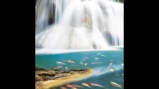 Terapi Kacer disertai suara air untuk Kacer malas berbunyi