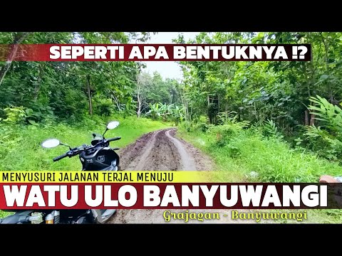 Akan Jadi Desa Baru di Banyuwangi! Melihat Keindahan di Pedesaan Grajagan Pantai Banyuwangi...